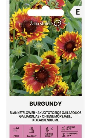 Kokárdavirág Burgundy Z.S SL