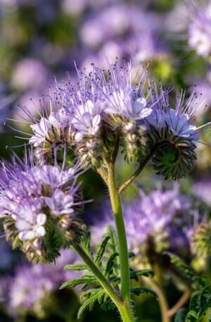 Mézontófű 500 gr Florian Bg