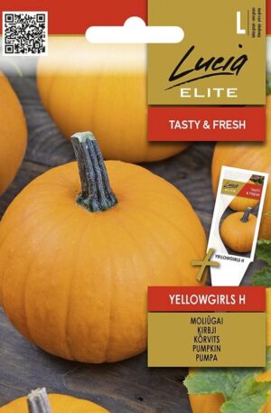 Sütőtök YellowGirls Hibrid ELN SL