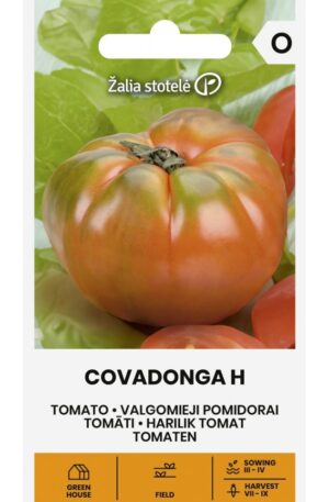 Paradicsom COVADONGA Hibrid Z.S SL