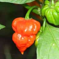 . Trinidad Scorpion Butch-T 1+1 Akció