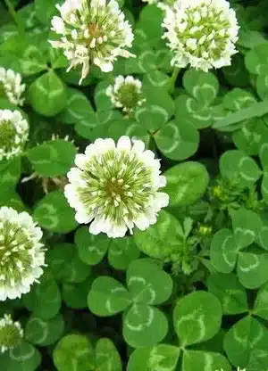 Fehér lóhere 500 gr Florian Bg