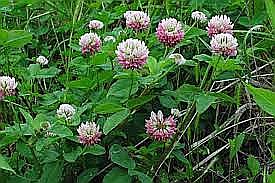 Vörös lóhere Florian 500 gr Bg