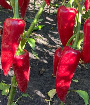 Paprika Szilaj F1 RK