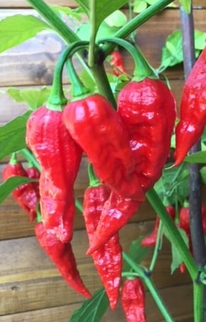 . Bhut jolokia Strain I 1+1 Akció