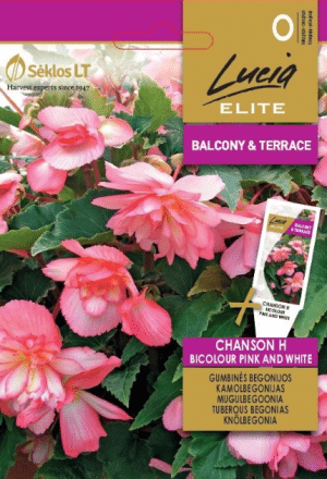 Bégonia Chanson Bicolour Pink and White LE SL
