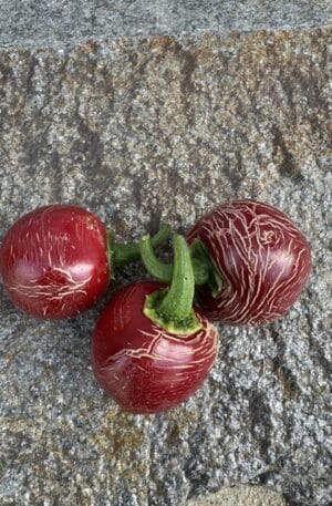 Jalapeno Dieghito Chilipaprika
