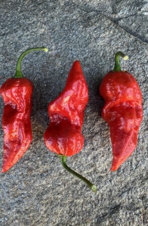 Devils Red Chilipaprika