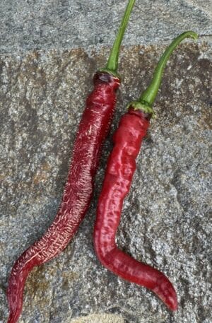 Farmers Market Longhorn Chilipaprika