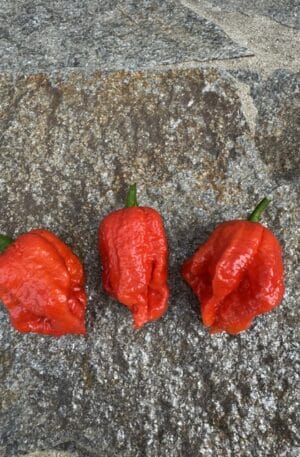7 Pot Giant Red Chilipaprika