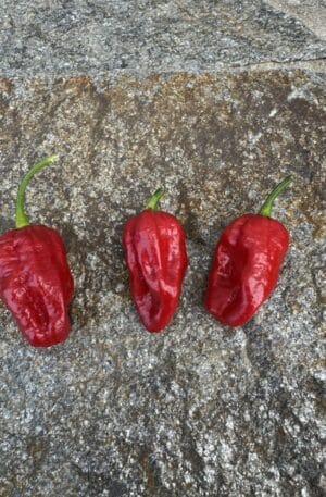 Habanero Felipe Chilipaprika