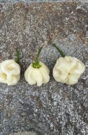 Scotch Bonet Cream Chilipaprika