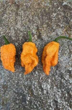 Primotalii Peach Chilipaprika