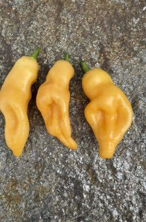 Sugar Rush Peach Chilipaprika