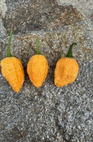 7 Pot BBG Skin yellow Chilipaprika