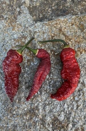 Black Hell Chilipaprika