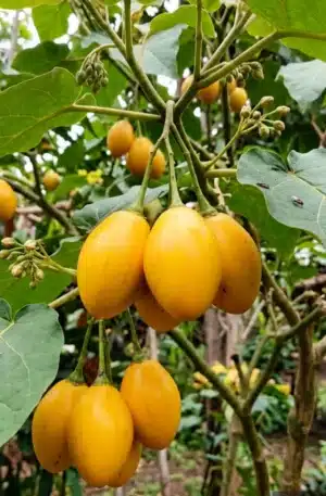 Fa paradicsom Tamarillo Yellow SCh