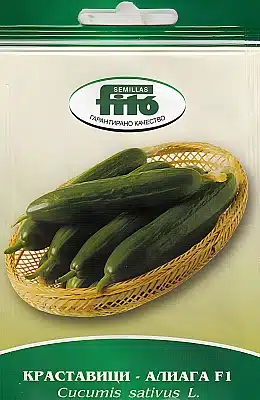 Uborka Aliagata F1 salátauborka Semillas Fito